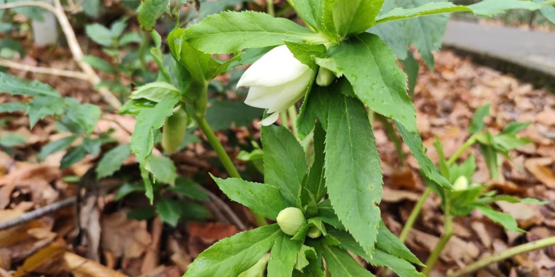 Цветок эпохи мамонтов расцвёл среди зимы в горах под Сочи