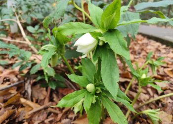 Цветок эпохи мамонтов расцвёл среди зимы в горах под Сочи