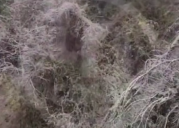 Оползень сошел на жилой сектор в Сочи в канун Нового года