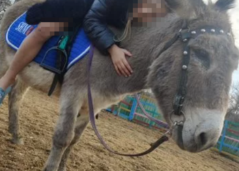 В Сочи продают «дружелюбного ослика для обнимашек» за 30 тысяч рублей