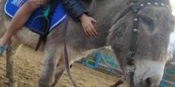 В Сочи продают «дружелюбного ослика для обнимашек» за 30 тысяч рублей