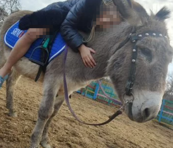 В Сочи продают «дружелюбного ослика для обнимашек» за 30 тысяч рублей