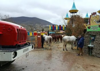 Сотрудники МЧС спасли человека и более 20 лошадей на пожаре в Новороссийске