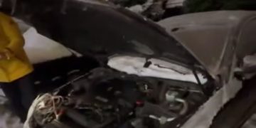 В Краснодаре крысы залезли под капот авто и перегрызли провода