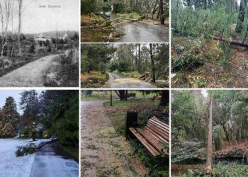 Показываем разрушенный стихией знаменитый Сочинский «Дендрарий»