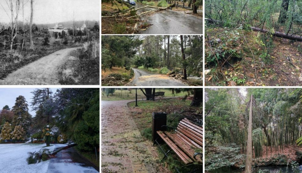 Показываем разрушенный стихией знаменитый Сочинский «Дендрарий»