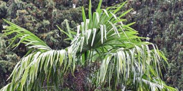 В Сочи ожидаются метровые волны и дождь с грозой 1 февраля