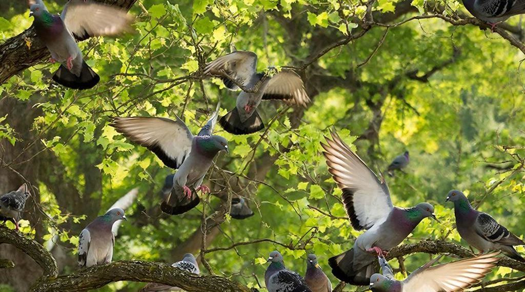 Голуби в одном из районов Кубани массово гибнут от инсульта