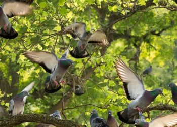 Голуби в одном из районов Кубани массово гибнут от инсульта