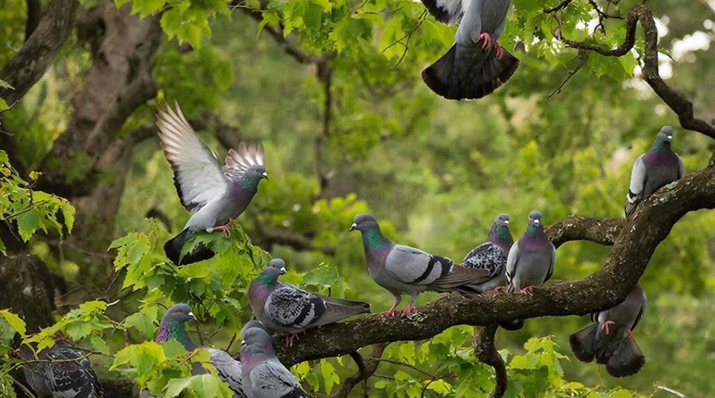 В Краснодарском крае расследуют загадочный массовый падеж диких голубей