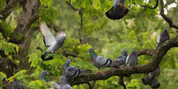 В Краснодарском крае расследуют загадочный массовый падеж диких голубей