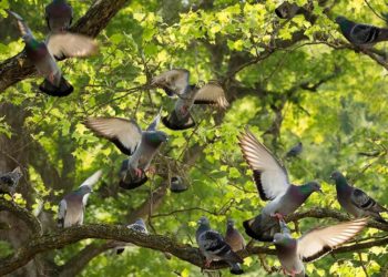 Массовая гибель диких голубей зафиксирована в лесах Туапсинского района