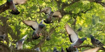 Массовая гибель диких голубей зафиксирована в лесах Туапсинского района