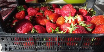 Цены на клубнику взлетят на треть на Кубани из-за снежной зимы