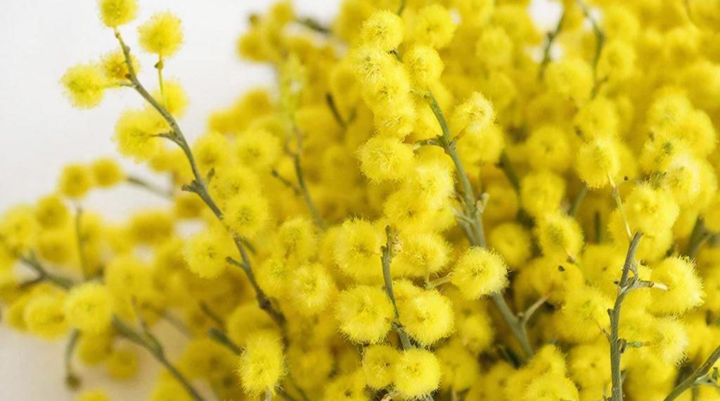 В Сочи мимоза зацвела рекордно рано