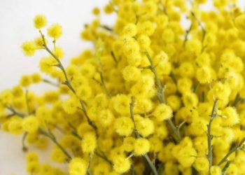 В Сочи мимоза зацвела рекордно рано