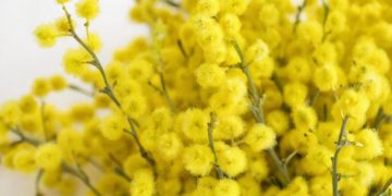 В Сочи мимоза зацвела рекордно рано