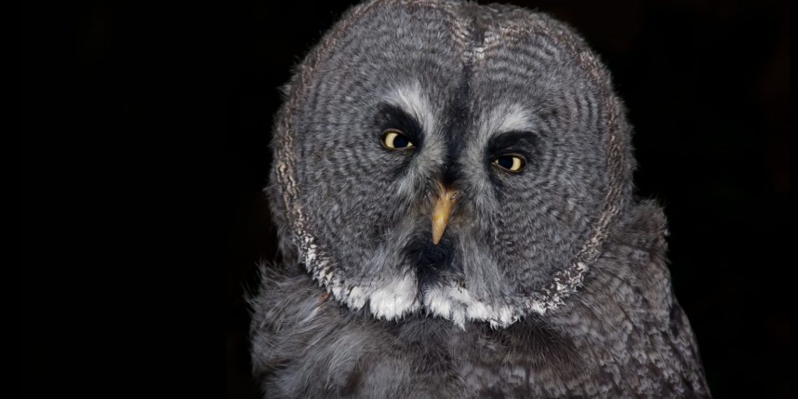 В кафе в Сочи залетела редкая неясыть