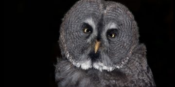 В кафе в Сочи залетела редкая неясыть