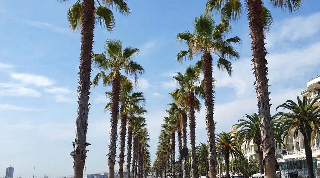 Погибшие пальмы в Сочи стали инкубаторами для вредителя
