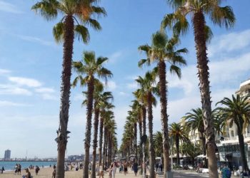 Погибшие пальмы в Сочи стали инкубаторами для вредителя