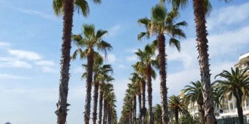 Погибшие пальмы в Сочи стали инкубаторами для вредителя