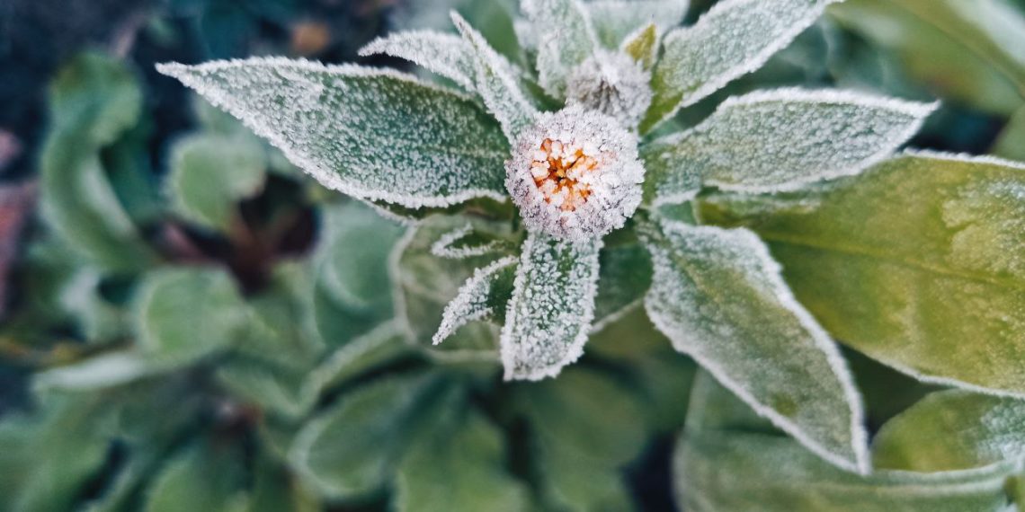 От заморозков до +17 ˚С : прогноз погоды на пятницу 30 января на Кубани