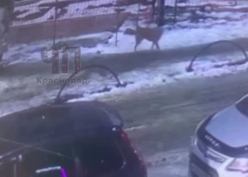 В Краснодаре бродячая собака напала на женщину