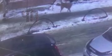 В Краснодаре бродячая собака напала на женщину