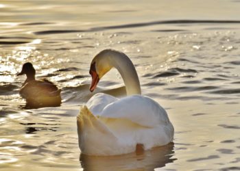 Под Краснодаром нашли двух лебедей с огнестрельными ранениями