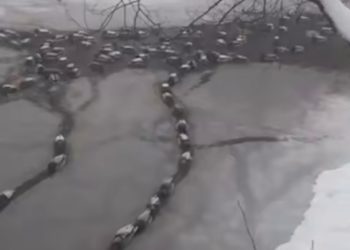 Из-за снегопада краснодарские утки стоят в пробках