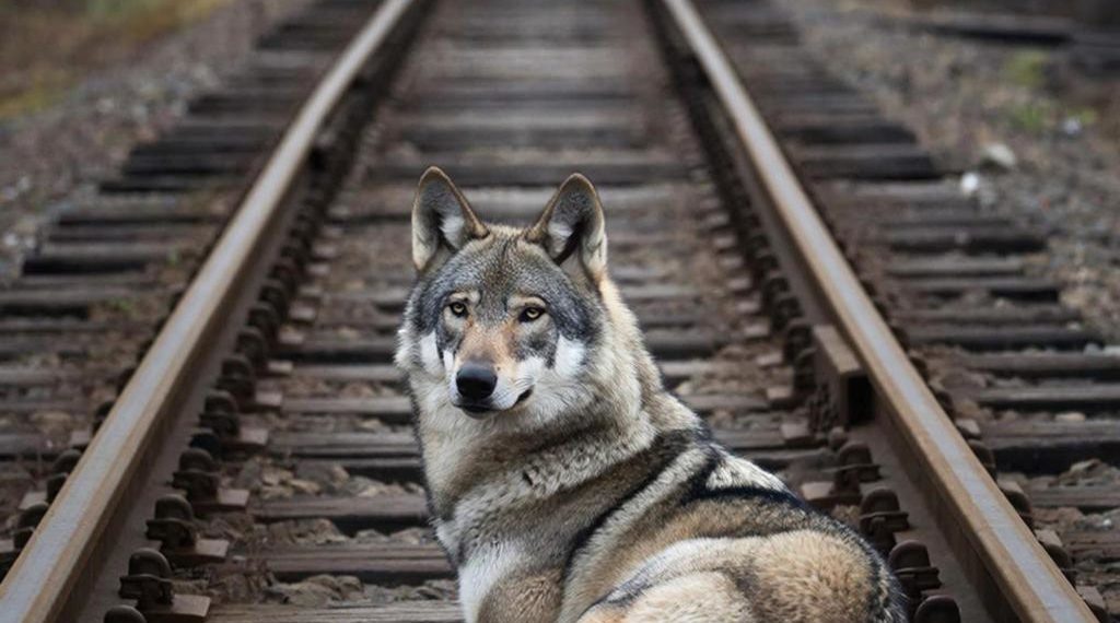Волк попал под электричку в Сочи, ему не могут помочь