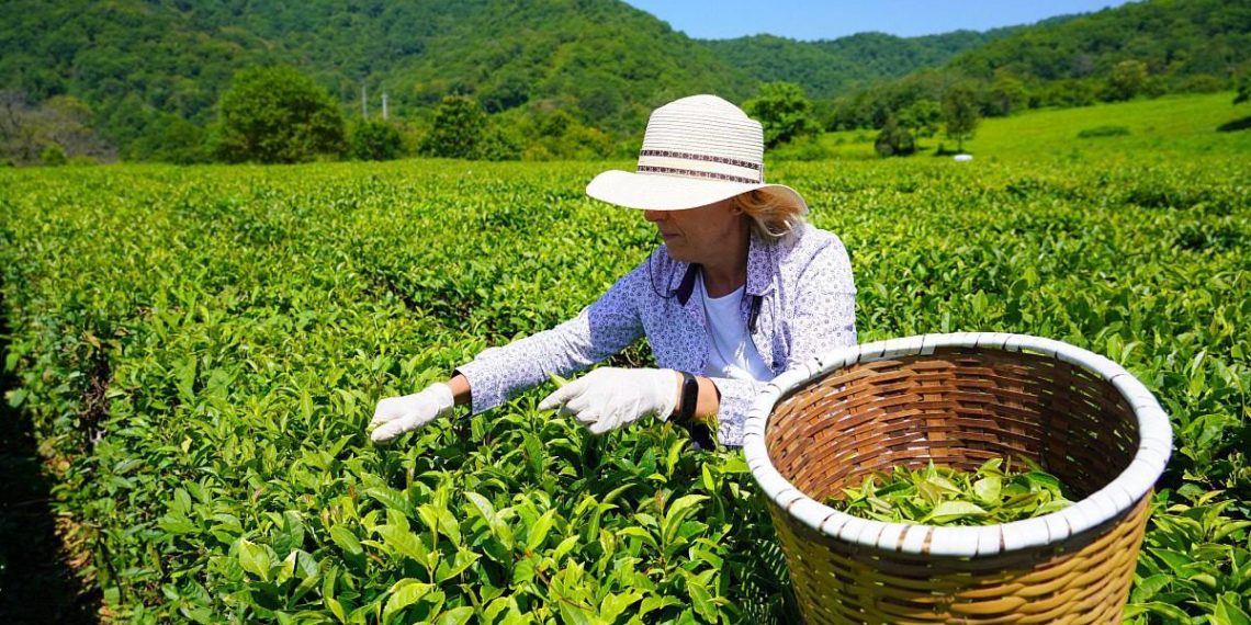 На компенсационное озеленение в Сочи потратили 400 млн рублей в 2025 году