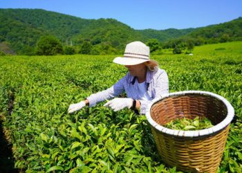 На компенсационное озеленение в Сочи потратили 400 млн рублей в 2025 году