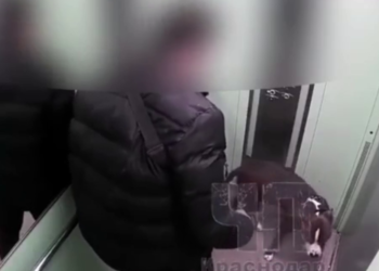 В Краснодаре полиция ищет мужчину, избившего собаку в лифте
