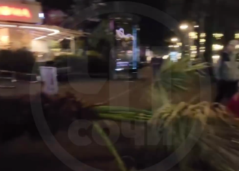 В центре Сочи упала пальма на пешеходной улице Навагинской