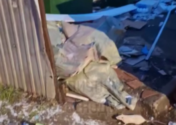 «Просятся на руки»: домашних крыс выбросили в мешке у детсада в Краснодаре