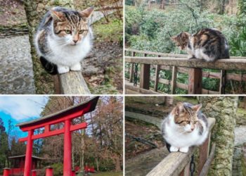 «Мы здесь лишь гости»: учёный Солтани рассказала о роли котов в нацпарке Сочи