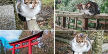 «Мы здесь лишь гости»: учёный Солтани рассказала о роли котов в нацпарке Сочи