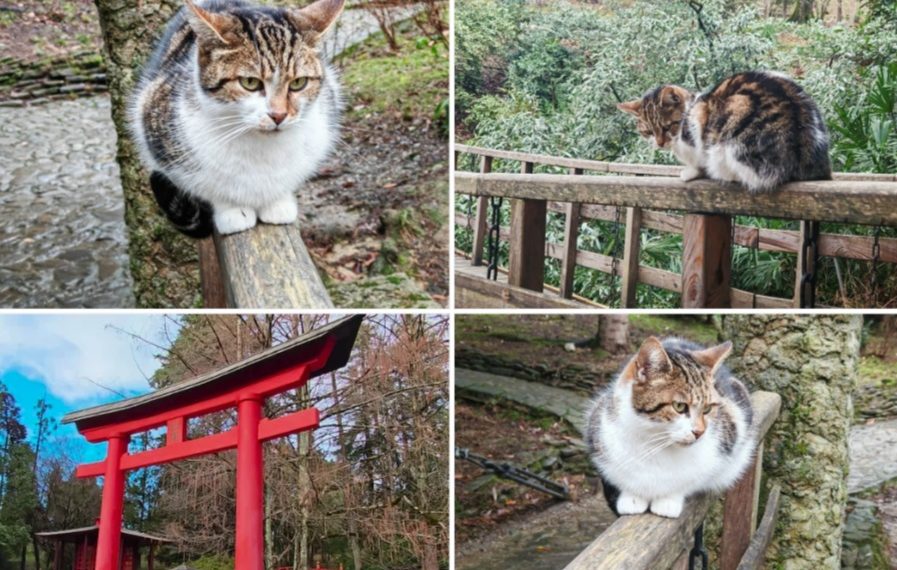 «Мы здесь лишь гости»: учёный Солтани рассказала о роли котов в нацпарке Сочи