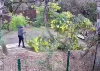 В Сочи неизвестный «зачистил» три дерева мимозы у соседей на продажу