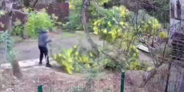 В Сочи неизвестный «зачистил» три дерева мимозы у соседей на продажу