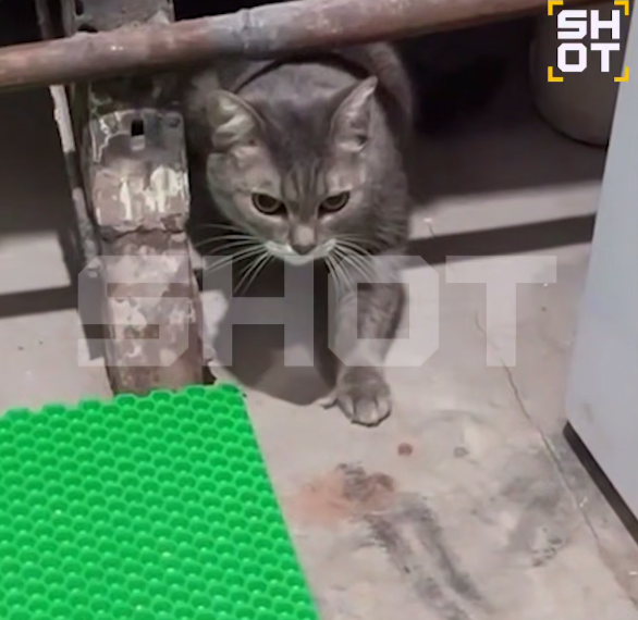 Анапский кот спрятался под ванной во время землетрясения и попал на видео