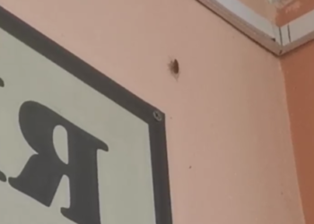 В школе №8 Туапсе на встрече с главой округа таракан спасался от детей