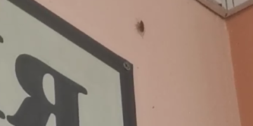 В школе №8 Туапсе на встрече с главой округа таракан спасался от детей