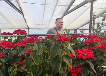 «Она — мозг, я — руки»: как ветеран СВО с Кубани вырастил райский сад для мамы