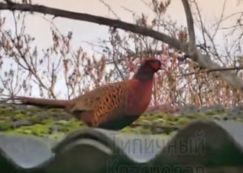 Краснодарцы сняли на видео фазана в центре города