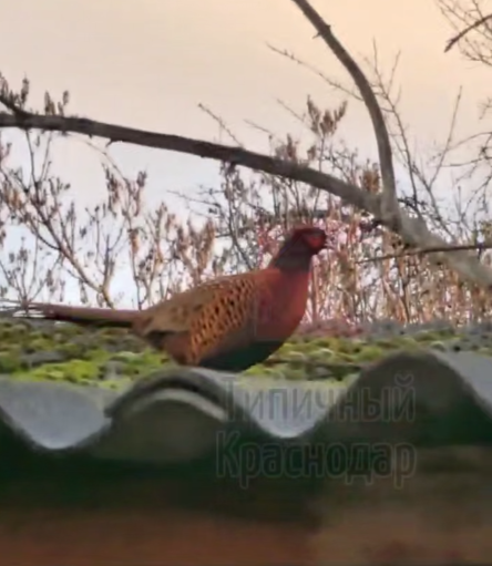 Краснодарцы сняли на видео фазана в центре города