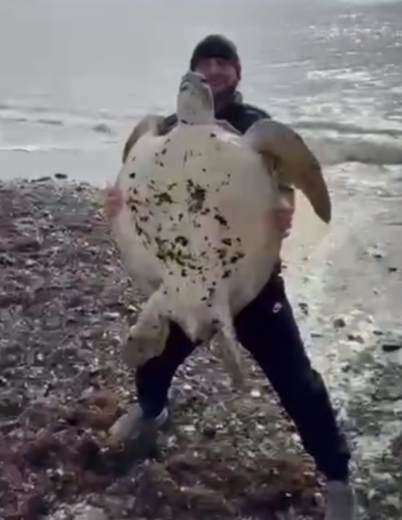 В Черном море у берегов Кубани ищут заблудившуюся тропическую черепаху