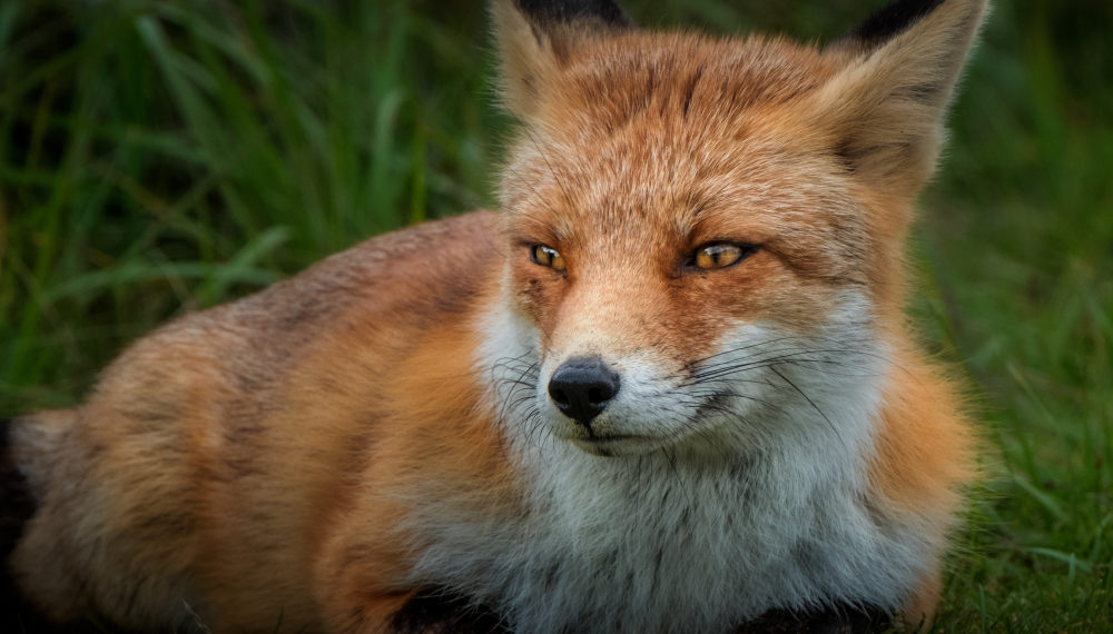 В Краснодаре завелась своя собственная лиса прямо во дворах